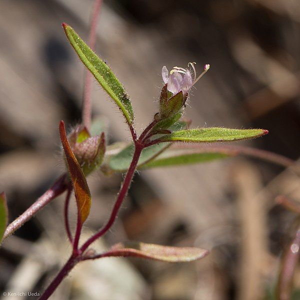 File:Trichostema simulatum.jpg