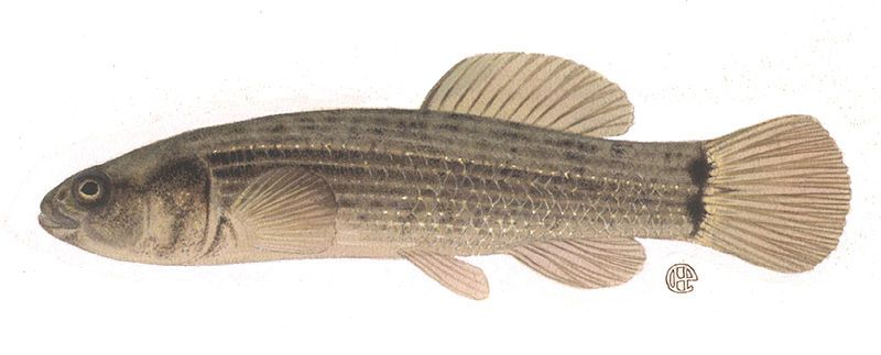 File:Umbra pygmaea.jpg