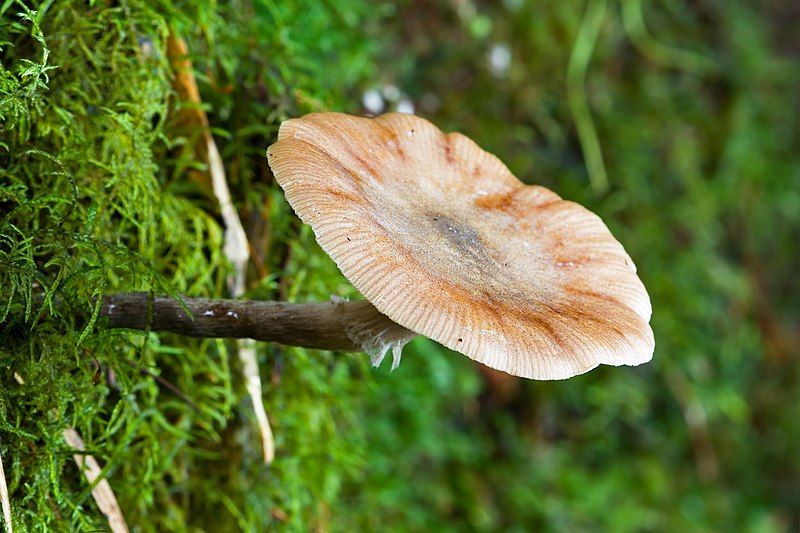 File:Unidentified Fungus 5934.jpg