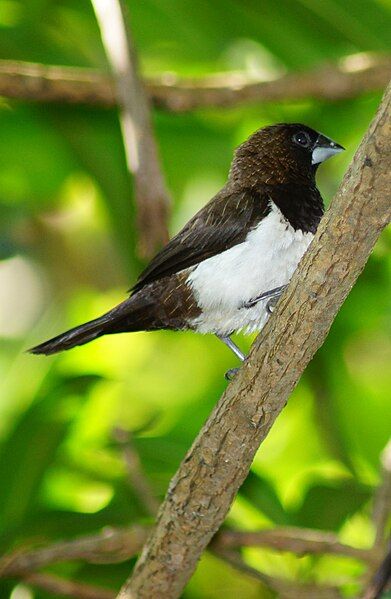 File:White-rumped munia 01762g.jpg