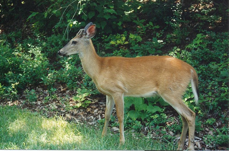 File:WhiteTailedDeer.jpg