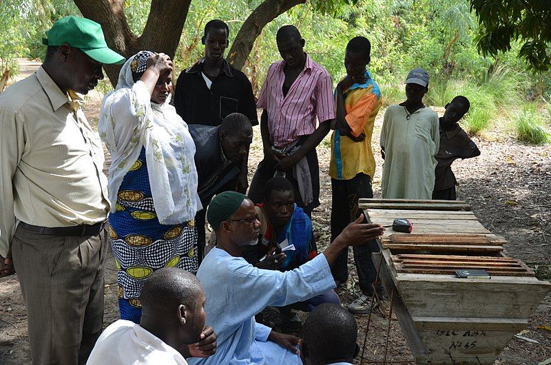 File:Woman-Beekeeper-Cameroon.jpg