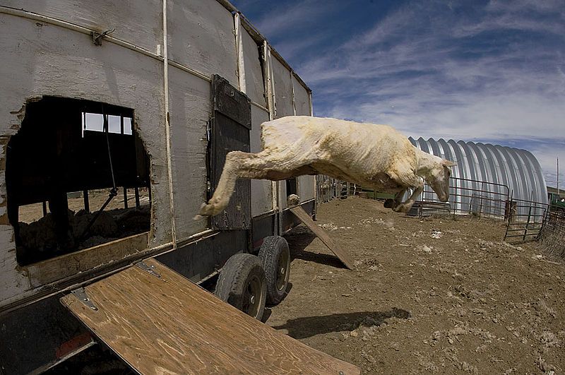 File:2010-Targhee-After-Shearing.jpg