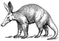 Original image, aardvark