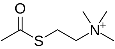 File:Acetylthiocholine.svg