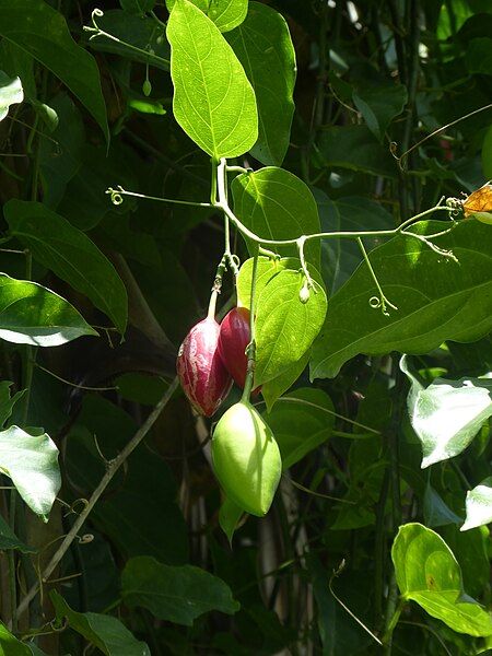 File:Adenia-heterophylla-heterophylla-SF22250-02.jpg