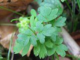 Leaves of a plant, in groups of three each with three lobes