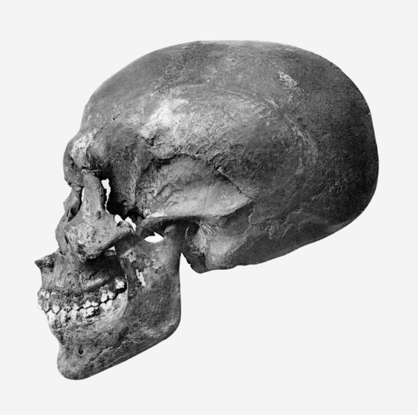 File:Akhenaten skull profile.png