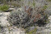 Habit in the Big Desert Wilderness Park