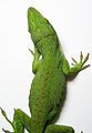 Male Carolina Anole