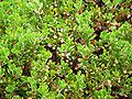 Arctostaphylos pumila