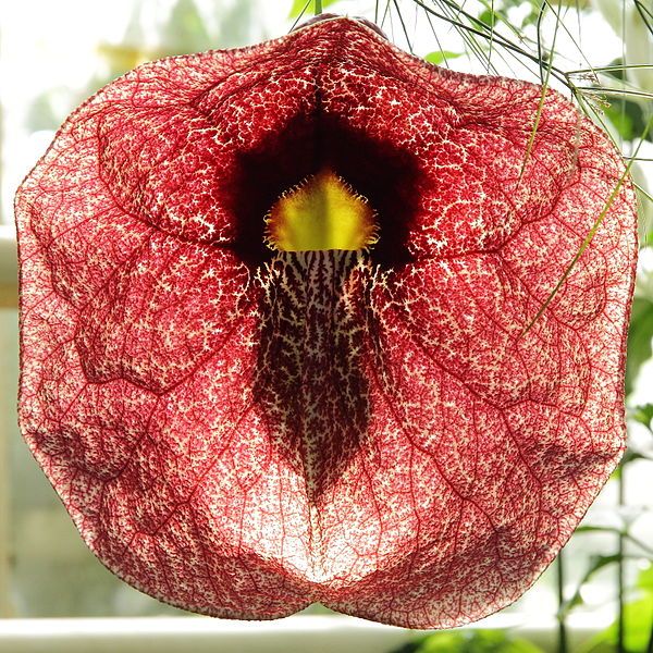 File:Aristolochia gigantea-IMG 5523.jpg