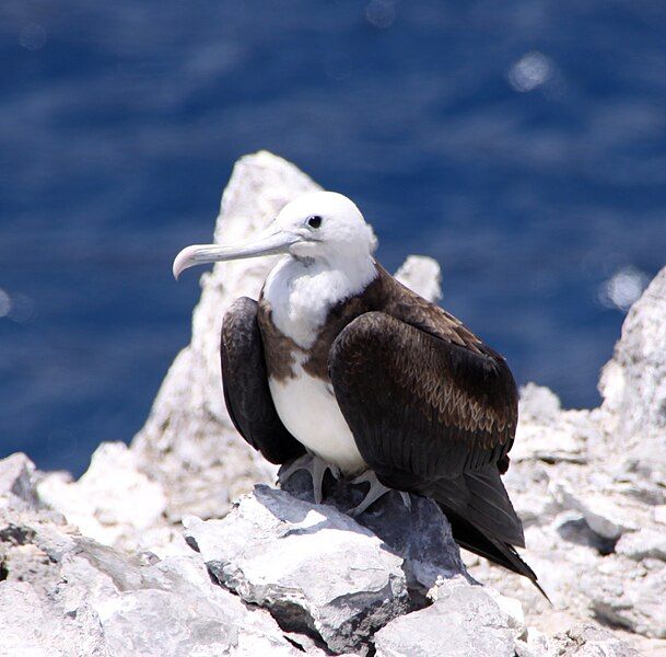 File:Ascension Frigatebird female.jpg