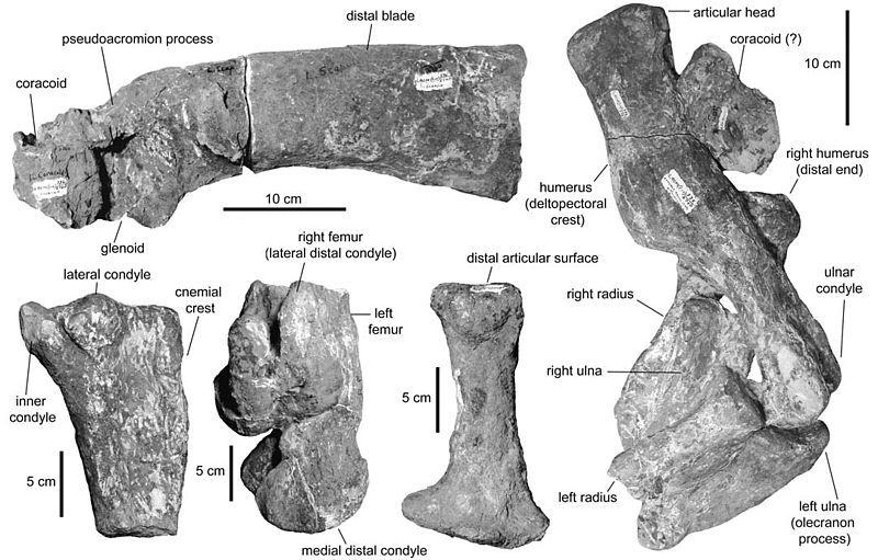 File:Augustynolophus limbs.jpg