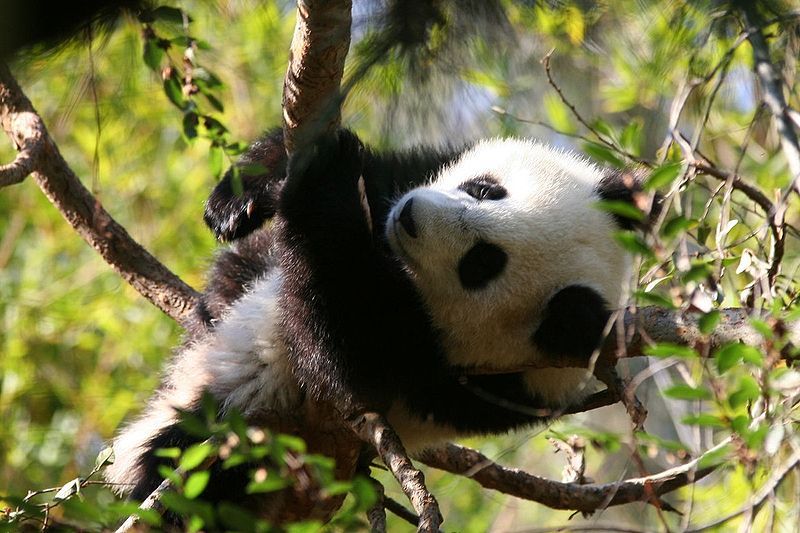 File:BabyPandaAtSDZ.jpg