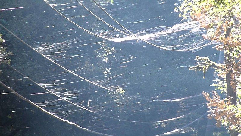 File:Ballooning spiderlings.jpg