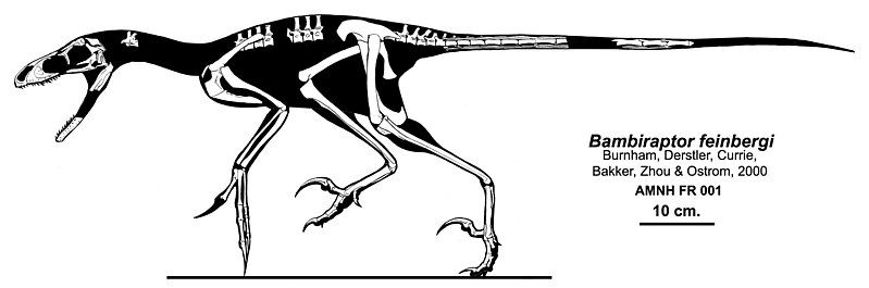 File:Bambiraptor feinbergi.jpg