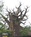 A Baobab