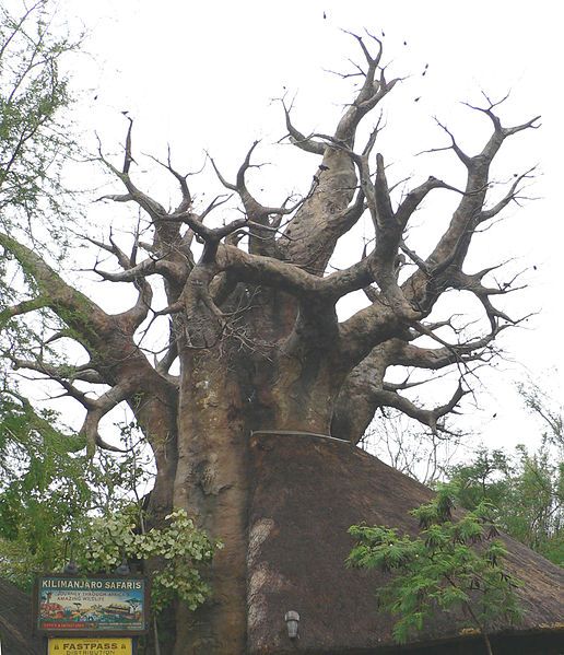 File:Baobab1.jpg