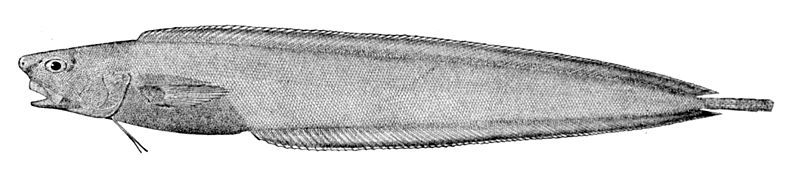 File:Barathrodemus manatinus.jpg