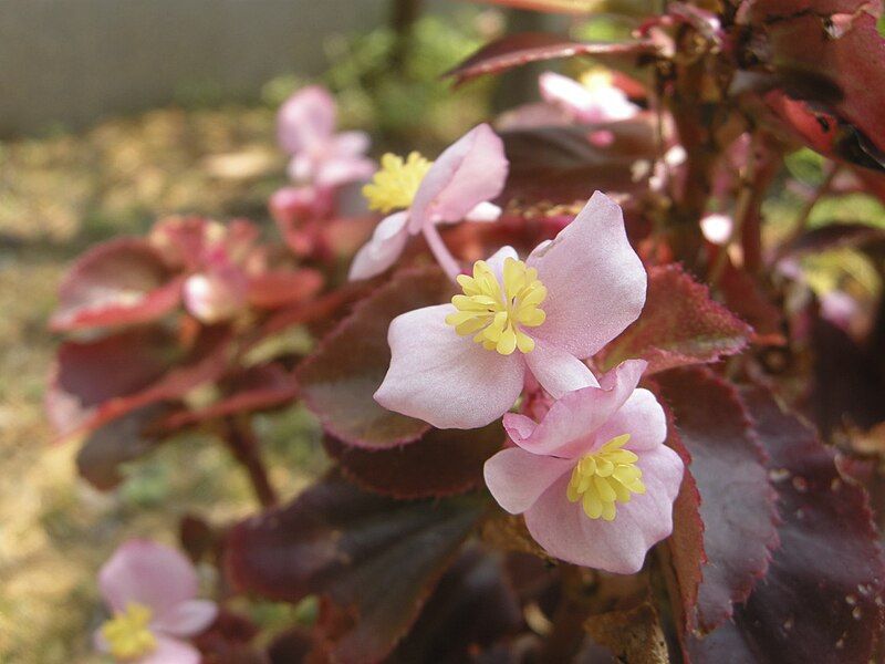 File:Begonia (3694451046) b.jpg