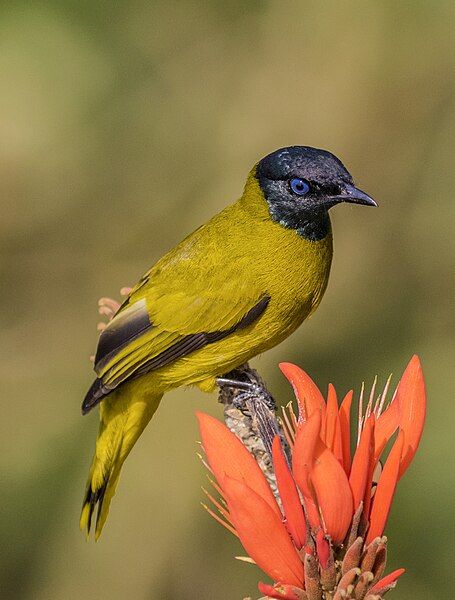 File:Black headed bulbul.jpg