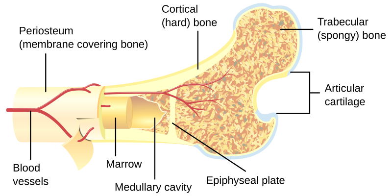 File:Bone cross-section.svg