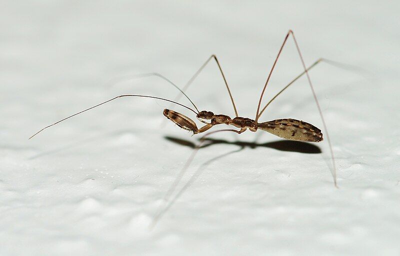 File:Bug July 2009-1.jpg