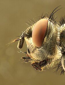 Calliphoridae head, by Richard Bartz