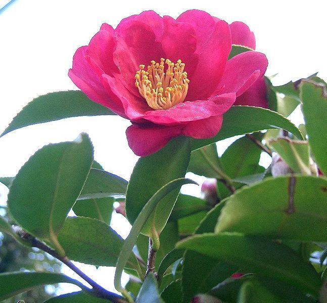 File:Camellia sasanqua1.jpg