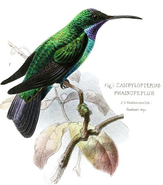 File:CampylopterusOxypogonKeulemans, Campylopterus phainopeplus.jpg