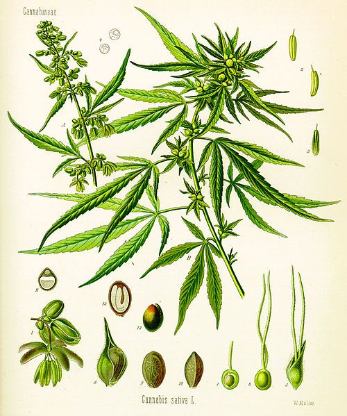 File:Cannabis sativa (Köhler).jpg