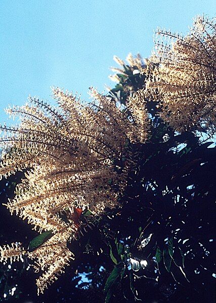 File:Cardwellia-sublimis-Australasian-Virtual-Herbarium-CC BY-2.jpg