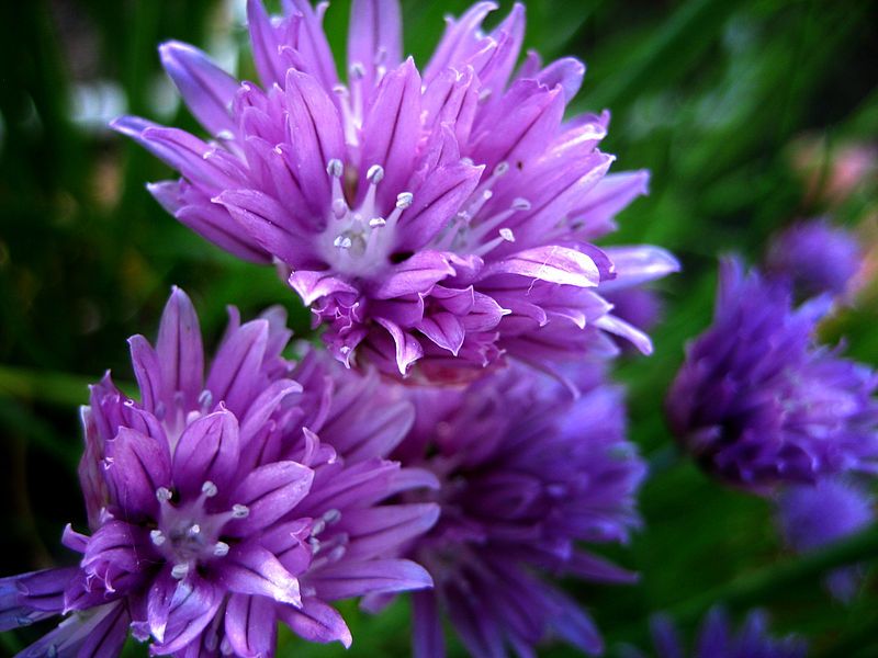 File:Chive blooms (4770749784).jpg