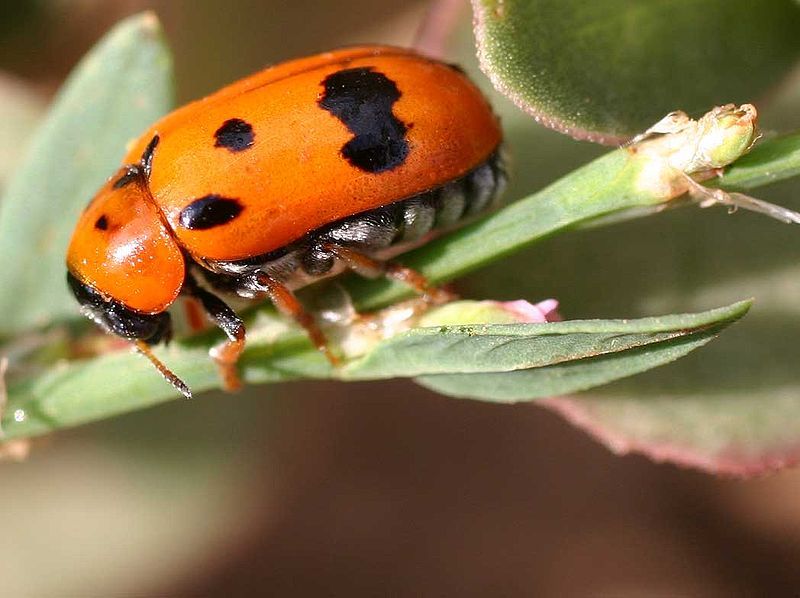 File:Clytra atraphaxidis01.jpg