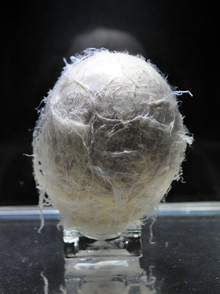 File:Coelacanth egg.jpg