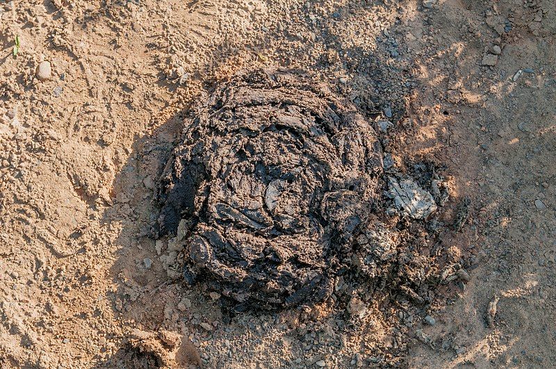 File:Cow dung 34.jpg