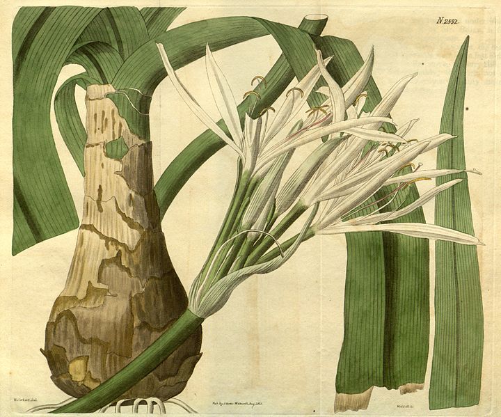 File:Crinum lorifolium.jpg