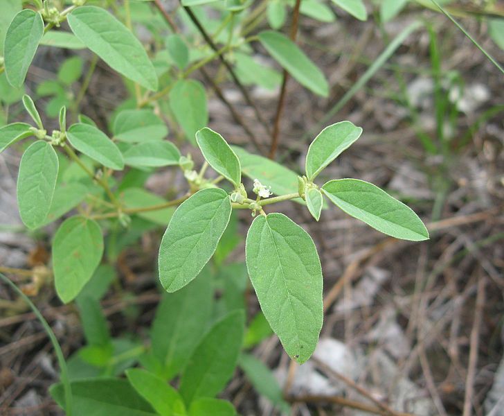 File:Croton monanthogynus.jpg