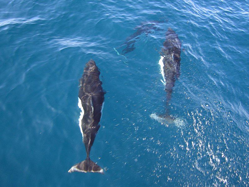 File:Dalls porpoises.jpg