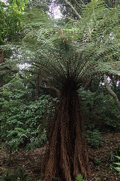 File:Dicksonia fibrosa kz2.jpg