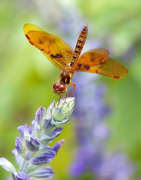 File:Eastern Amberwing 9268.jpg