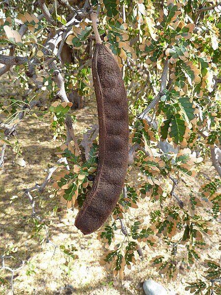 File:Ebenopsis ebano fruit.jpg