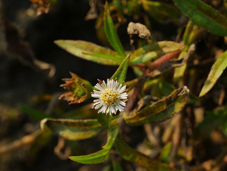 File:Eclipta angustata.jpg