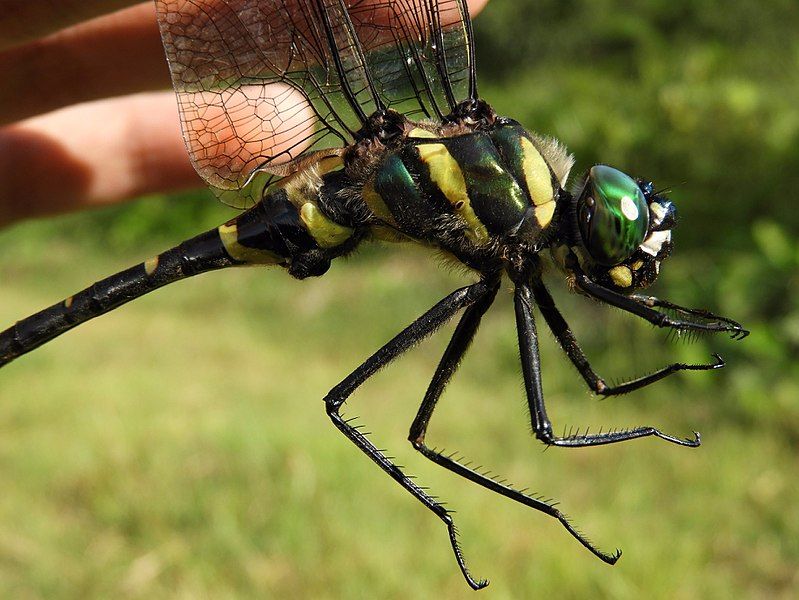 File:Epophthalmia elegans elegans(Male,Japan,2017.08.30,c).jpg