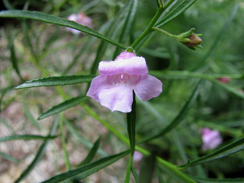 File:Eremophila hughesii 5806.jpg