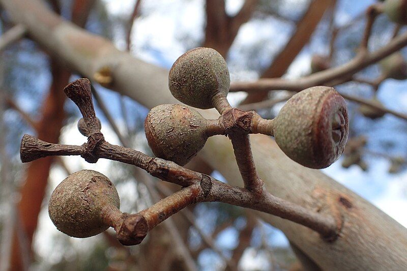 File:Eucalyptus youmanii fruit.jpg