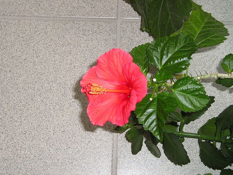 File:Flowering Hibiskus.JPG