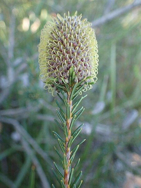 File:Foliage and buds.jpg