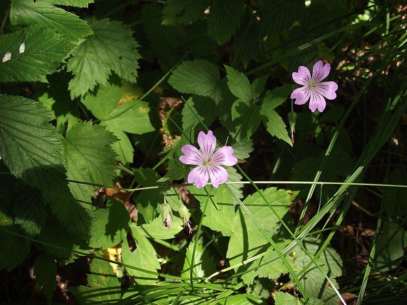 File:Géranium noueux.jpg